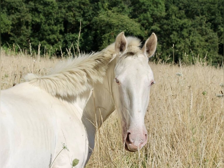 Lusitanien Jument 3 Ans 155 cm Cremello in Compiègne