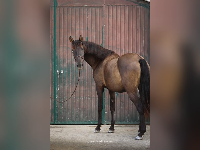 Lusitanien Jument 3 Ans 155 cm Noir in Rio Maior