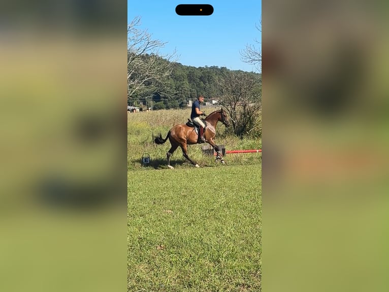 Lusitanien Jument 3 Ans 156 cm Bai in Santiago De Compostela