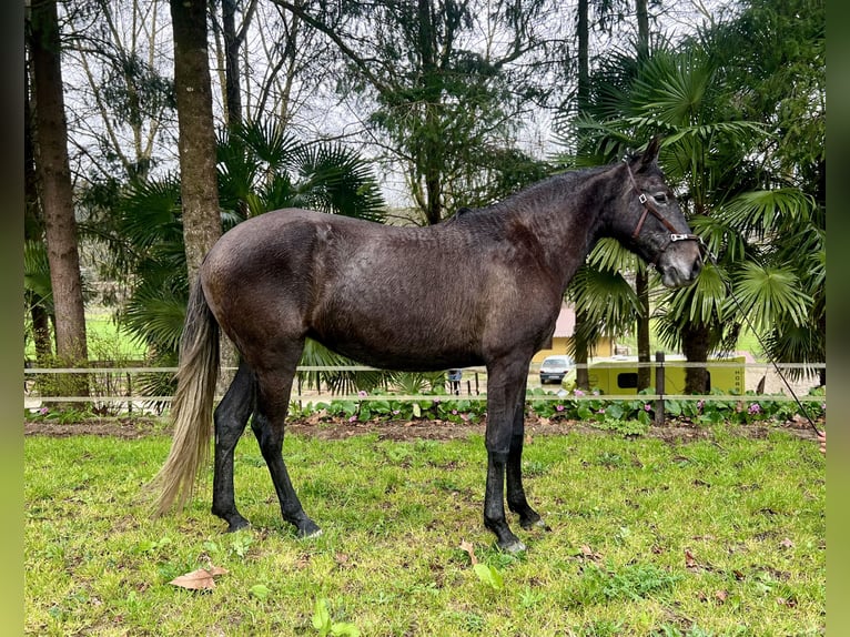 Lusitanien Jument 3 Ans 156 cm Gris in Amarante