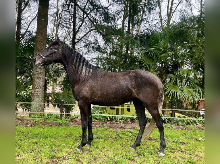 Lusitanien Jument 3 Ans 156 cm Gris in Amarante