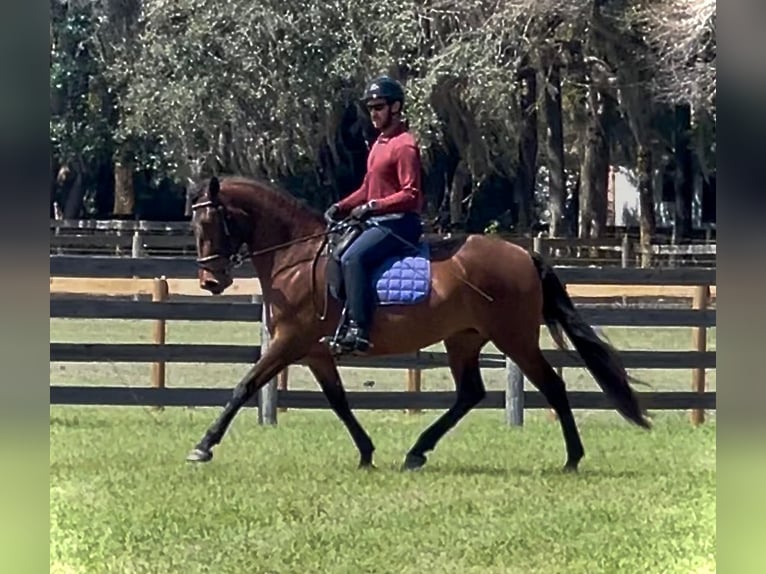 Lusitanien Jument 3 Ans 157 cm Bai cerise in Ocala