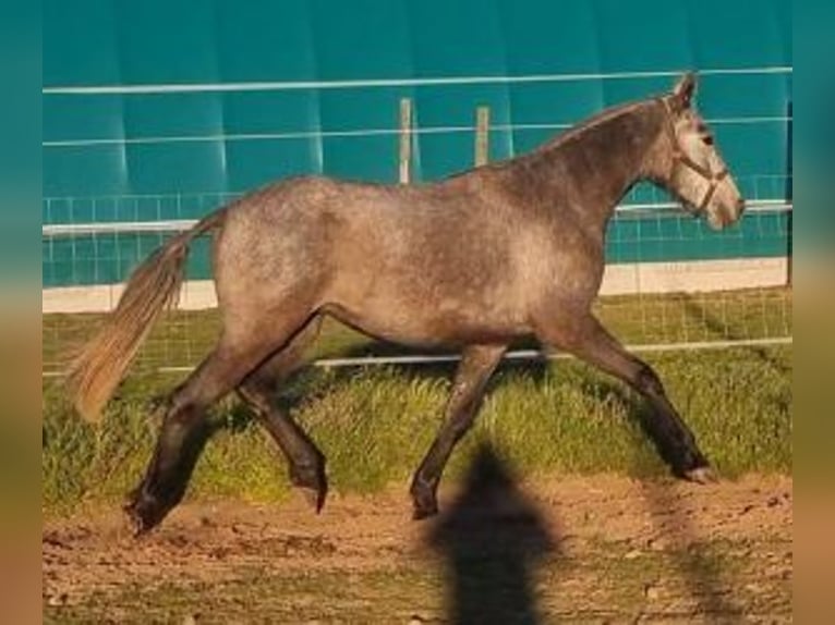 Lusitanien Croisé Jument 3 Ans 157 cm Gris in Gijon