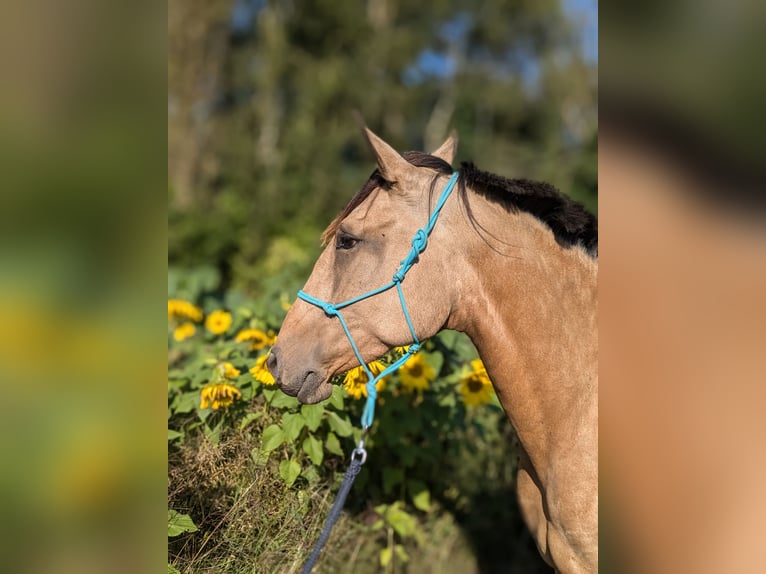 Lusitanien Jument 3 Ans 158 cm Buckskin in Mechelen