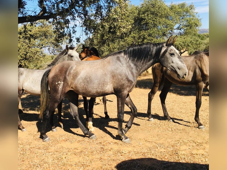 Lusitanien Jument 3 Ans 158 cm Gris in Valdecaballeros