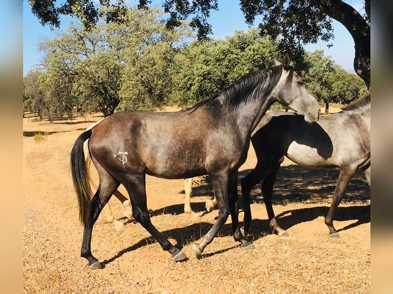 Lusitanien Jument 3 Ans 158 cm Gris in Valdecaballeros