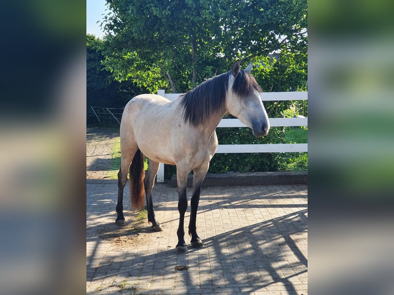 Lusitanien Jument 3 Ans 158 cm Gris in Lahntal