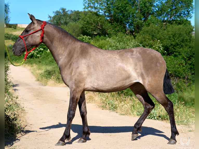 Lusitanien Croisé Jument 3 Ans 158 cm Grullo in Navalperal De Pinares
