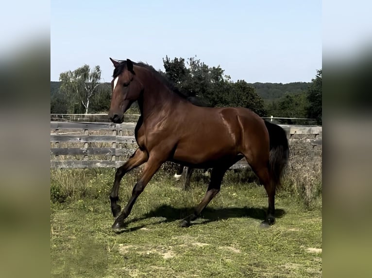 Lusitanien Jument 3 Ans 160 cm Alezan in Frickenhausen am Main