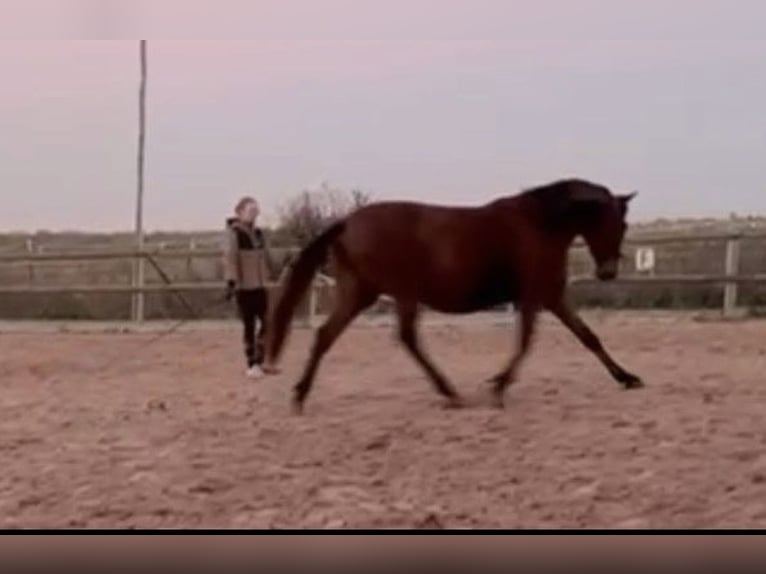 Lusitanien Jument 3 Ans 160 cm Alezan in Frickenhausen am Main