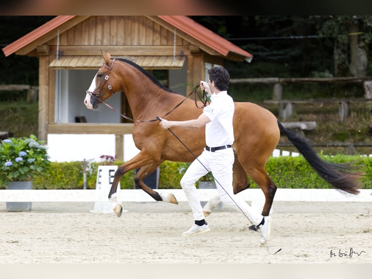 Lusitanien Jument 3 Ans 160 cm Bai in Borken