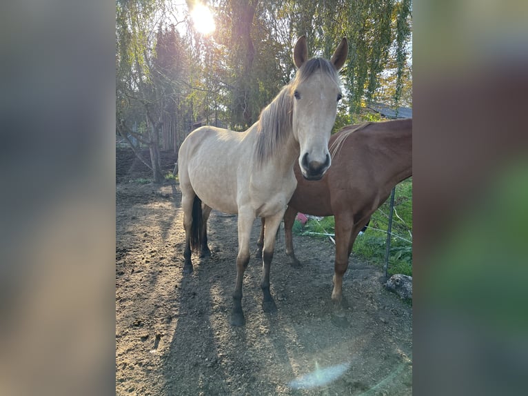 Lusitanien Jument 3 Ans 160 cm Buckskin in Nennhausen OT Damme