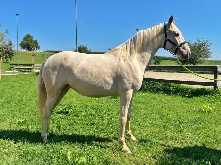 Lusitanien Jument 3 Ans 160 cm Champagne in Franking