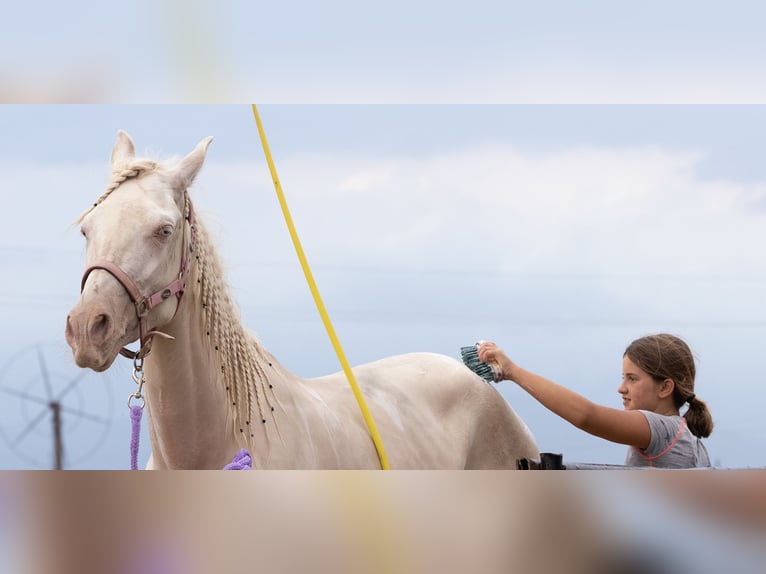 Lusitanien Croisé Jument 3 Ans 160 cm Cremello in Palma De Mallorca