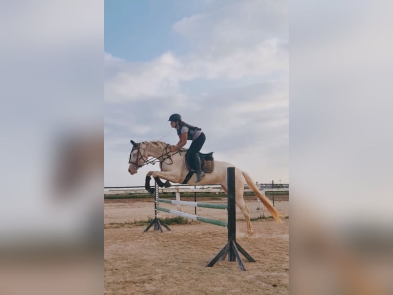 Lusitanien Croisé Jument 3 Ans 160 cm Cremello in Palma De Mallorca