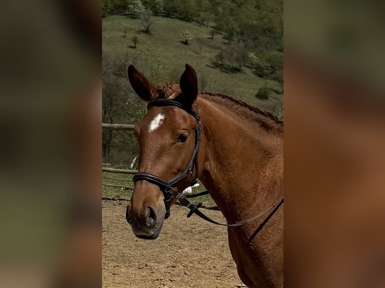 Lusitanien Jument 3 Ans 160 cm Dunalino in Hýskov
