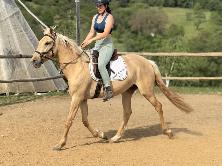 Lusitanien Jument 3 Ans 160 cm Dunalino in Hýskov