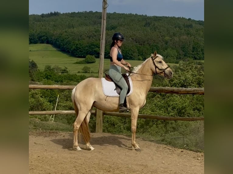 Lusitanien Jument 3 Ans 160 cm Dunalino in Hýskov
