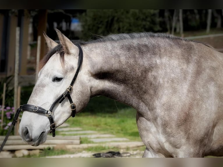 Lusitanien Jument 3 Ans 160 cm Gris in Encarnação