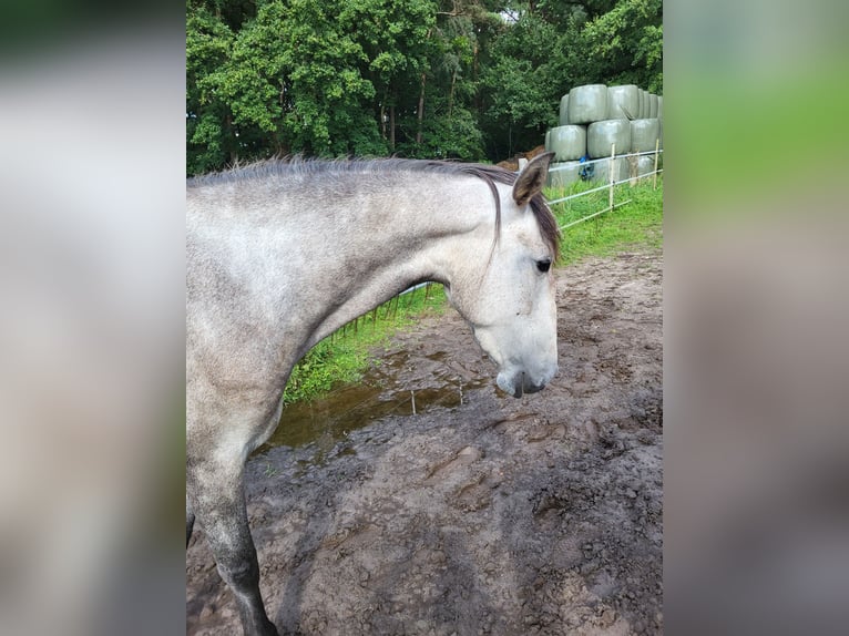 Lusitanien Jument 3 Ans 160 cm Gris pommelé in Halle/ Westfalen