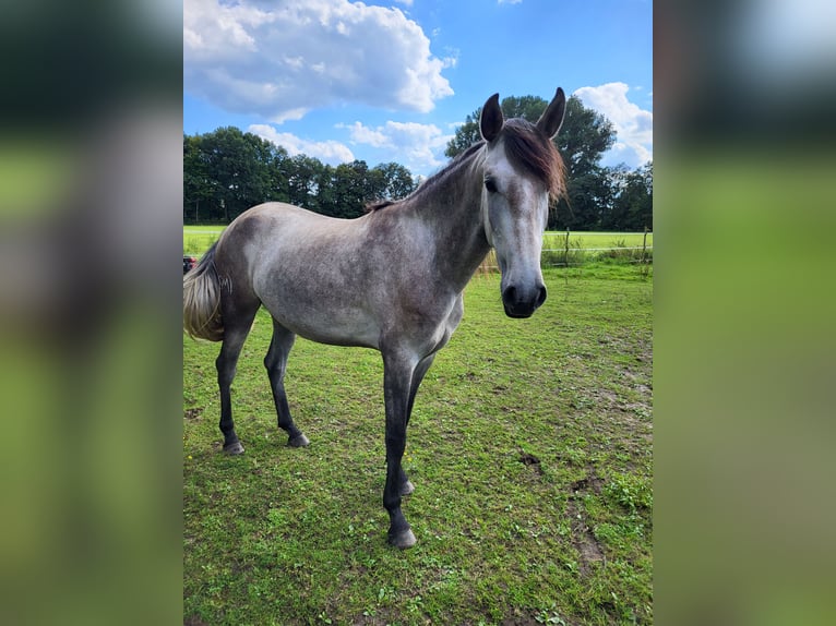 Lusitanien Jument 3 Ans 160 cm Gris pommelé in Halle/ Westfalen