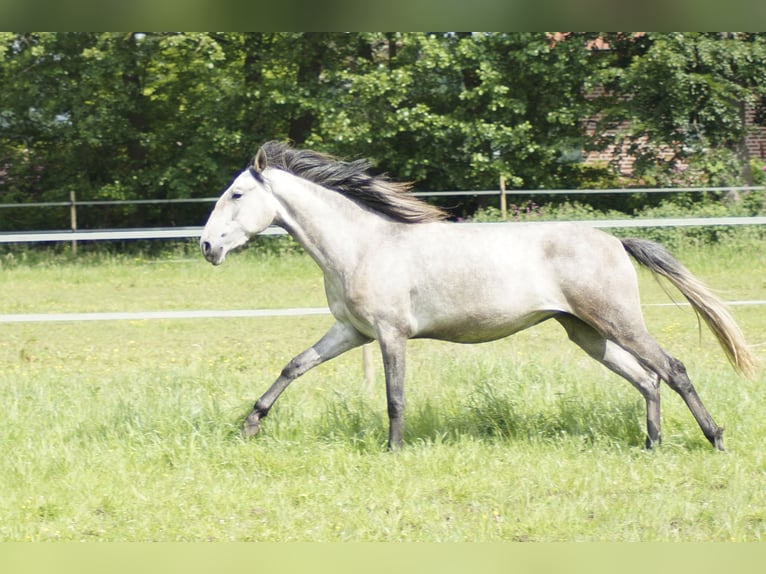 Lusitanien Jument 3 Ans 160 cm Gris pommelé in Halle/ Westfalen