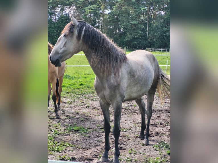 Lusitanien Jument 3 Ans 160 cm Gris pommelé in Halle/ Westfalen