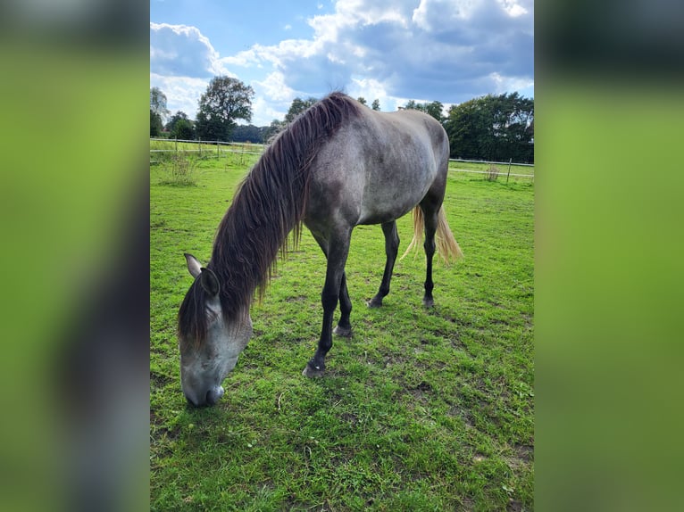 Lusitanien Jument 3 Ans 160 cm Gris pommelé in Halle/ Westfalen