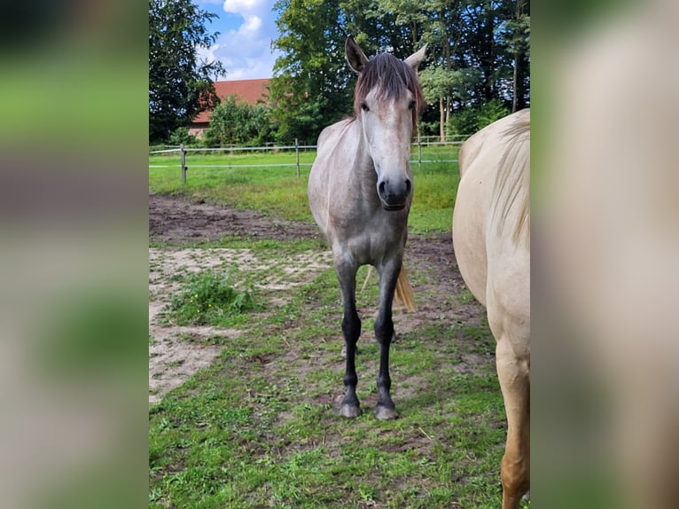 Lusitanien Jument 3 Ans 160 cm Gris pommelé in Halle/ Westfalen