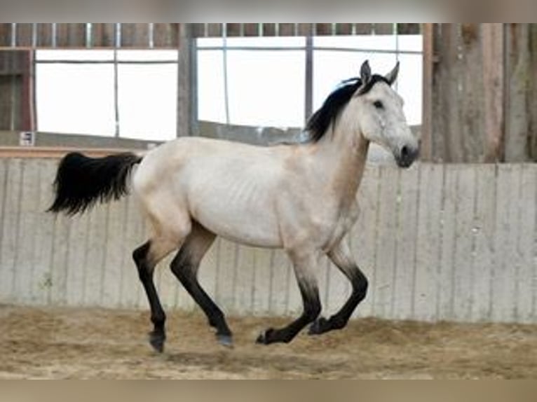 Lusitanien Jument 3 Ans 160 cm Isabelle in cenves