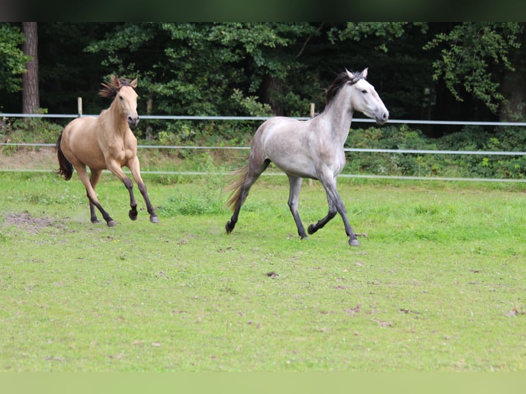 Lusitanien Jument 3 Ans 160 cm in Halle NRW