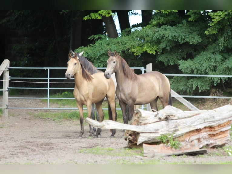 Lusitanien Jument 3 Ans 160 cm in Halle NRW