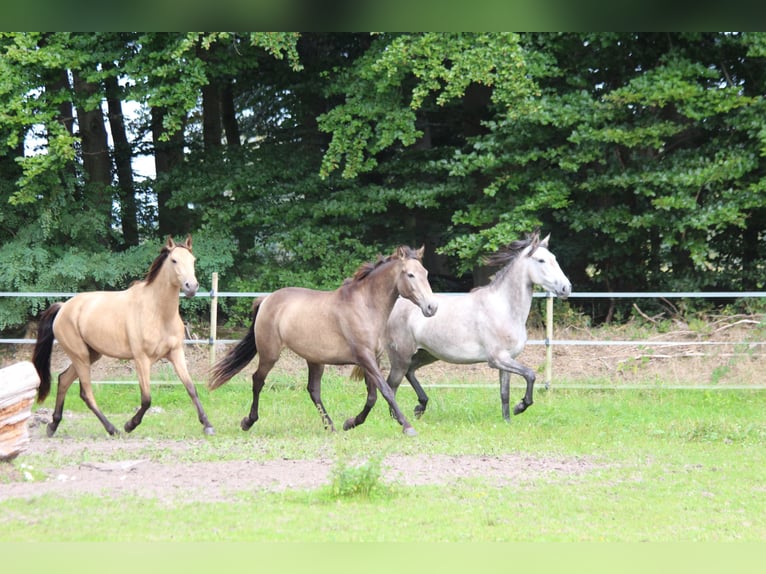 Lusitanien Jument 3 Ans 160 cm in Halle NRW