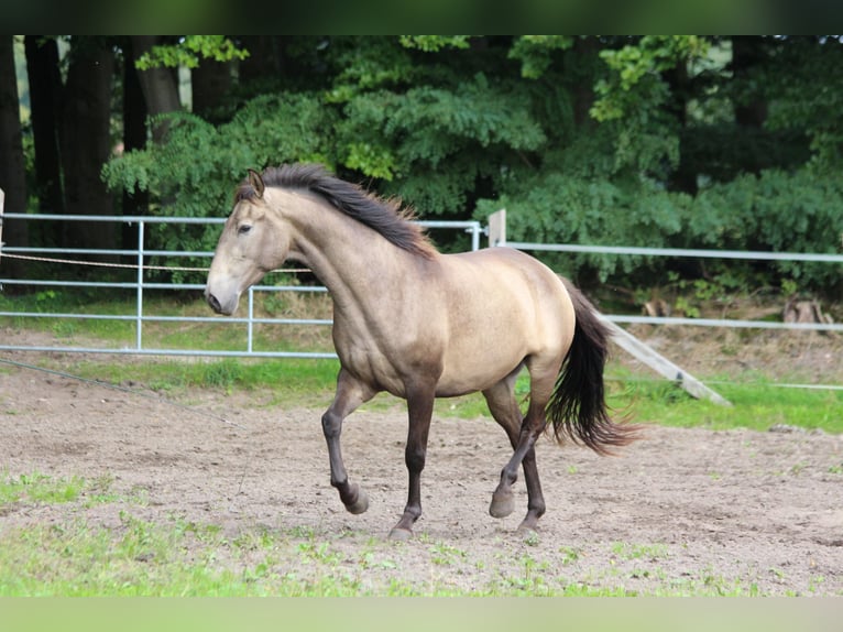 Lusitanien Jument 3 Ans 160 cm in Halle NRW