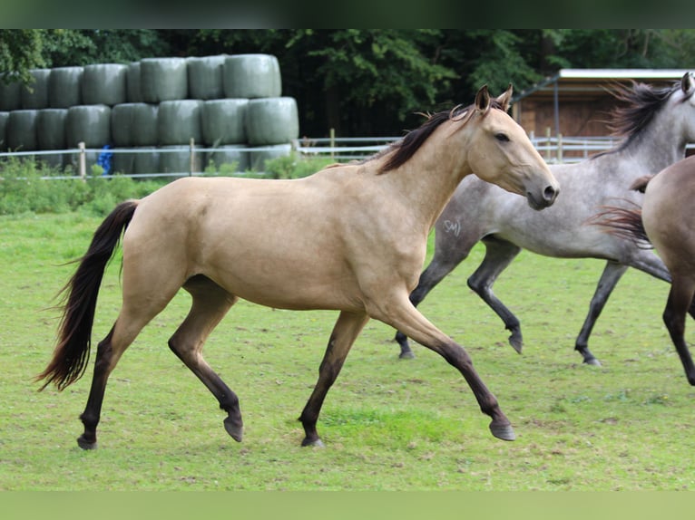 Lusitanien Jument 3 Ans 160 cm in Halle NRW