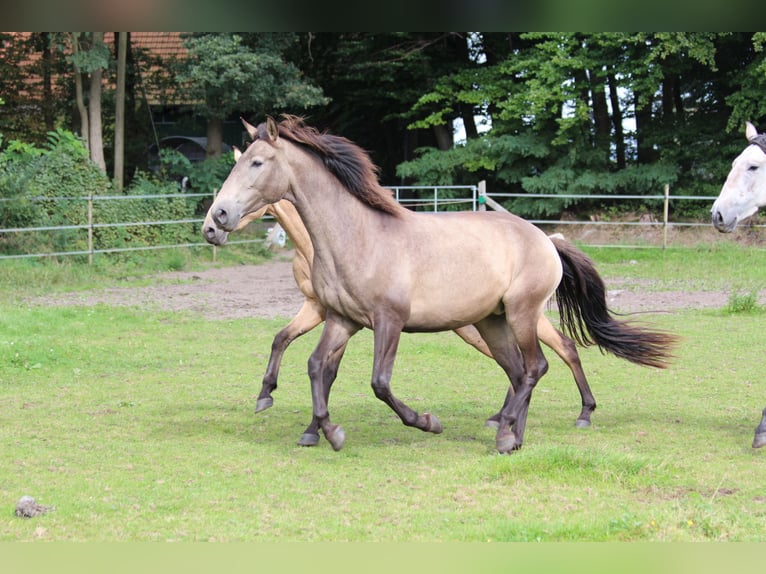 Lusitanien Jument 3 Ans 160 cm in Halle NRW