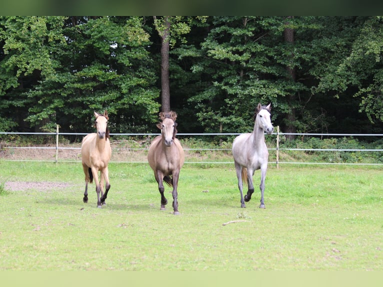 Lusitanien Jument 3 Ans 160 cm in Halle NRW