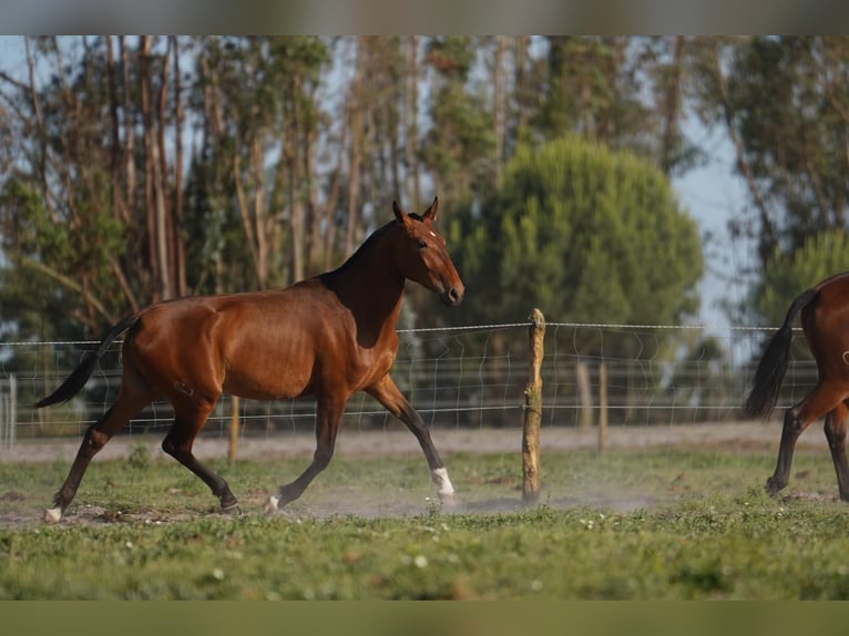 Lusitanien Jument 3 Ans 162 cm Bai cerise in Água Derramada