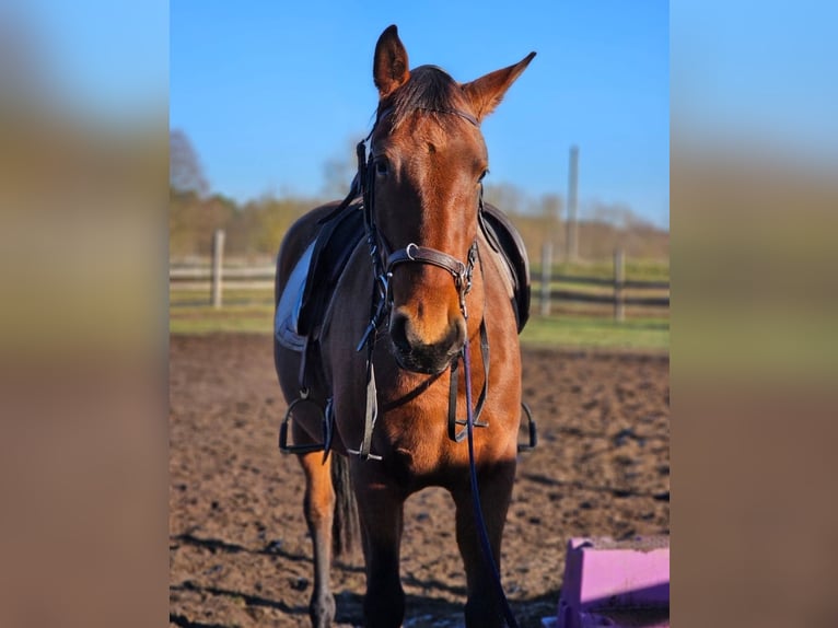 Lusitanien Jument 3 Ans 162 cm Bai in Thyrow