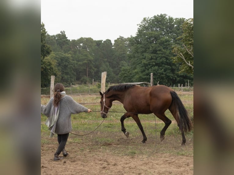 Lusitanien Jument 3 Ans 162 cm Bai in Thyrow