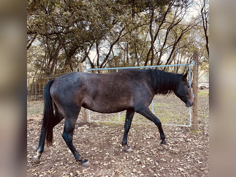 Lusitanien Jument 3 Ans 164 cm Gris in ourem