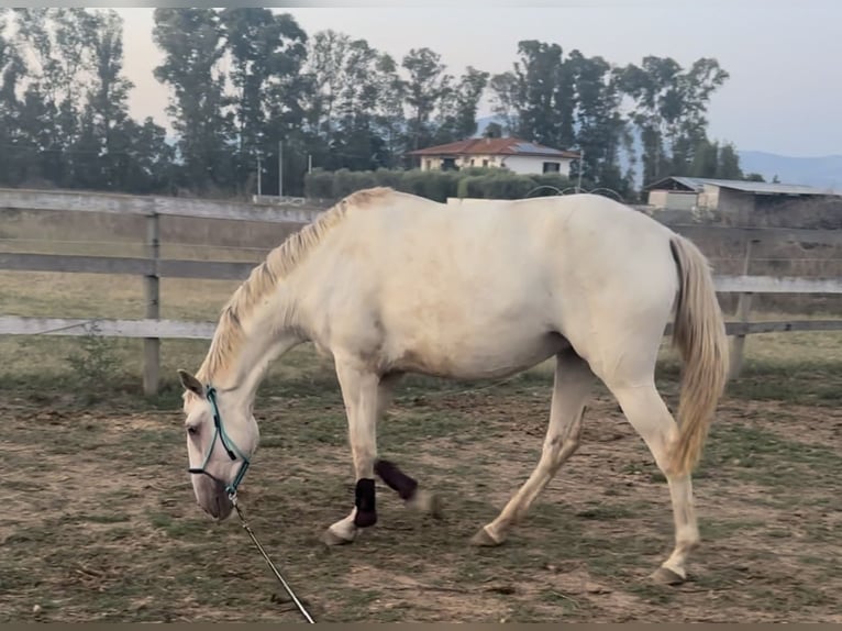 Lusitanien Jument 3 Ans 165 cm Cremello in Italia