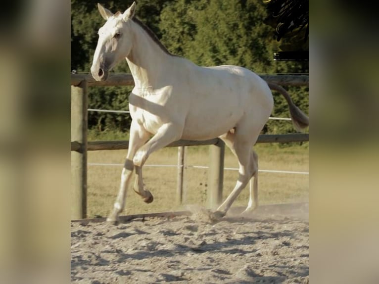 Lusitanien Jument 3 Ans 165 cm Cremello in Italia