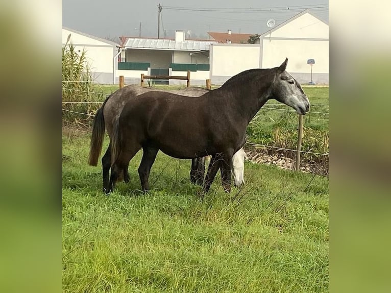 Lusitanien Jument 3 Ans 165 cm Gris in Bredene