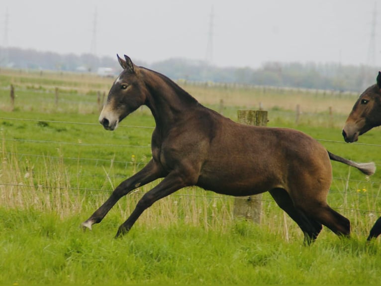 Lusitanien Jument 3 Ans 165 cm Gris in Bredene