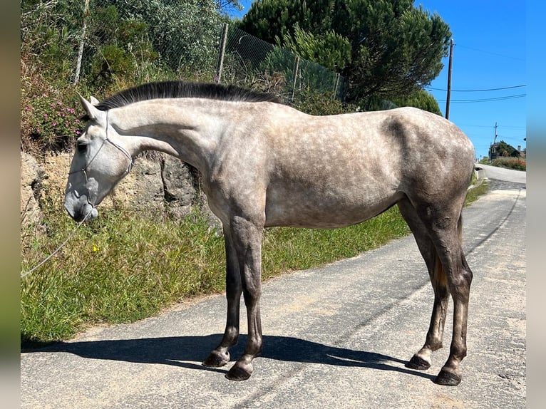 Lusitanien Jument 3 Ans 165 cm Gris in Leiria