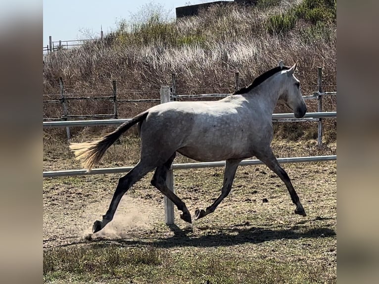 Lusitanien Jument 3 Ans 165 cm Gris in Leiria