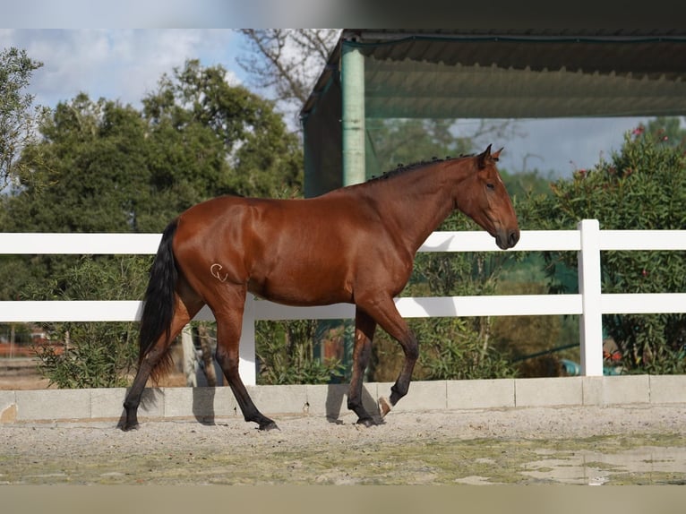 Lusitanien Jument 3 Ans 167 cm Bai cerise in Agua Derramada