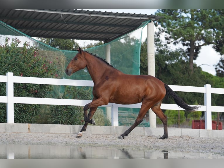 Lusitanien Jument 3 Ans 167 cm Bai cerise in Agua Derramada