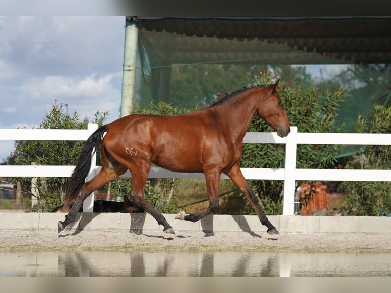 Lusitanien Jument 3 Ans 167 cm Bai cerise in Agua Derramada